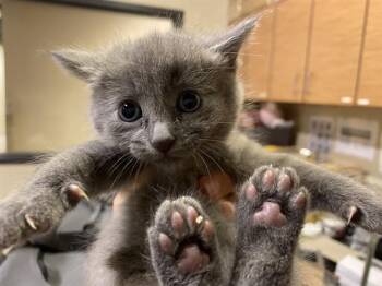 BRYNLYN -  Domestic Medium Hair Cat for Adoption in Modesto, California - BRYNLYN | PetCurious