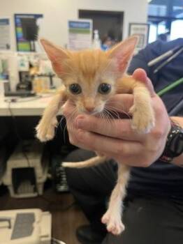 Monique -  Domestic Short Hair Cat for Adoption in Atlanta, Georgia - Monique | PetCurious