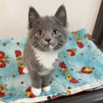 Scrunchie -  Domestic Short Hair Cat for Adoption in Detroit Lakes, Minnesota - Scrunchie | PetCurious