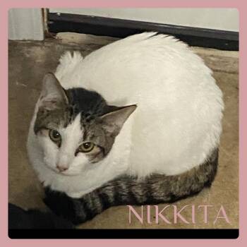 Tabby Cats Available for Adoption in Lawton, Oklahoma - NIKKITA | PetCurious