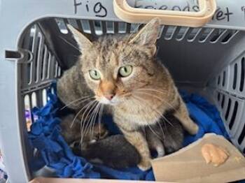 Rescue Domestic Short Hair Cats for Adoption in Grand Rapids, Michigan - Sally | PetCurious