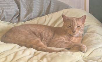 Rescue Domestic Short Hair Cats for Adoption in Frederick, Maryland - Nimbus -- Courtesy Post | PetCurious