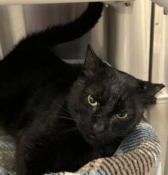 Domestic Short Hair Cats Available for Adoption in Venice, Florida - Gary | PetCurious