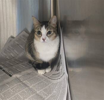 Domestic Short Hair Cats Available for Adoption in Houston, Texas - PALETTE | PetCurious