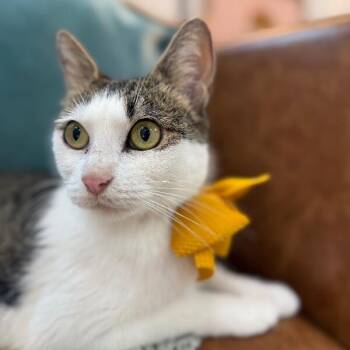 Strawberry Cookie -  Tabby and Domestic Short Hair Cat for Adoption in Friendswood, Texas - Strawberry Cookie | PetCurious
