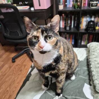Cleo -  Domestic Short Hair Cat for Adoption in Fairfax, Virginia - Cleo | PetCurious