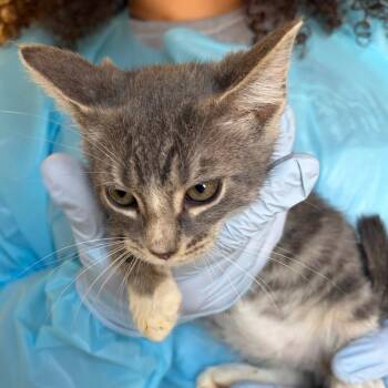 Anvil -  Domestic Short Hair Cat for Adoption in Nashville, Tennessee - Anvil | PetCurious