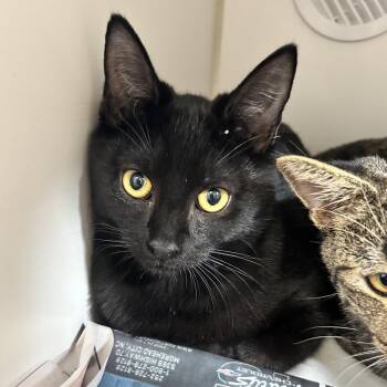 Thor -  Domestic Short Hair Cat for Adoption in Newport, North Carolina - Thor | PetCurious