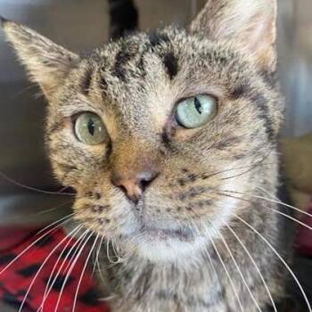 Joshua -  Domestic Short Hair and Mixed Breed Cat for Adoption in Ashtabula, Ohio - Joshua | PetCurious