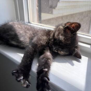 Stickers -  Domestic Medium Hair Cat for Adoption in Mooresville, North Carolina - Stickers | PetCurious