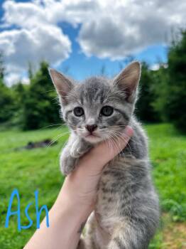 Ash -  Domestic Short Hair Cat for Adoption in Bethel, Ohio - Ash | PetCurious