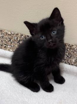 Saint Laurent -  Domestic Short Hair Cat for Adoption in Hackensack, Minnesota - Saint Laurent | PetCurious