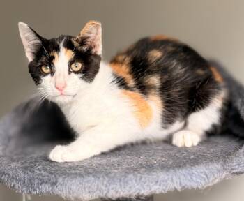 Mochi -  Domestic Short Hair Cat for Adoption in Buford, Georgia - Mochi | PetCurious