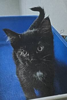 Rescue Domestic Short Hair Cats for Adoption in Fort Madison, Iowa - Toothless (Velvet Kitten #1) | PetCurious