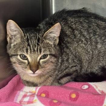 Rescue Domestic Short Hair Cats for Adoption in Grapevine, Texas - Truffles | PetCurious