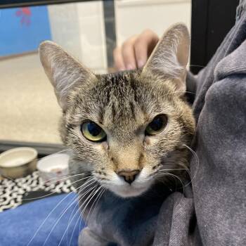 Coco -  Domestic Short Hair Cat for Adoption in Cheyenne, Wyoming - Coco | PetCurious