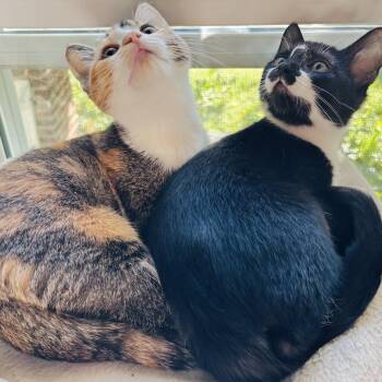 Alice and Oscar -  Domestic Short Hair Cat for Adoption in Kansas City, Missouri - Alice And Oscar | PetCurious