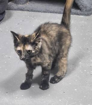 CLOVER -  Domestic Short Hair and Calico Cat for Adoption in Lexington, Tennessee - CLOVER | PetCurious