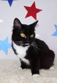 Mariposa -  Domestic Short Hair Cat for Adoption in Ashland, Kentucky - Mariposa | PetCurious