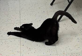 Domestic Short Hair Cats Available for Adoption in Greenwood, Indiana - Pony | PetCurious