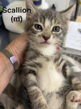 Domestic Short Hair Cats Available for Adoption in Saugerties, New York - Scallion | PetCurious