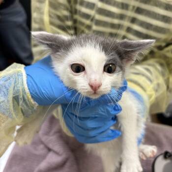 Tamarin -  Domestic Short Hair Cat for Adoption in Evanston, Illinois - Tamarin | PetCurious