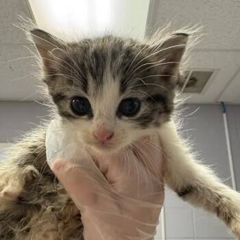 Snacks -  Domestic Short Hair Cat for Adoption in South Elgin, Illinois - Snacks | PetCurious