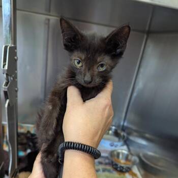 Evander -  Domestic Short Hair Cat for Adoption in Jeffersonville, Indiana - Evander | PetCurious