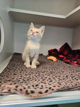 Terrapin Turtle -  Domestic Short Hair Cat for Adoption in Morgantown, Kentucky - Terrapin Turtle | PetCurious