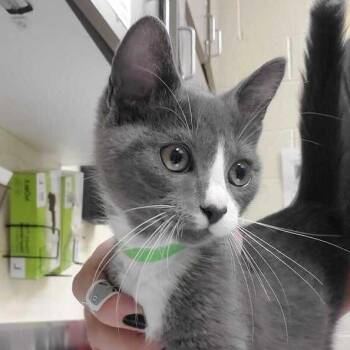Lance Sweets -  Domestic Short Hair Cat for Adoption in Asheville, North Carolina - Lance Sweets | PetCurious