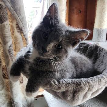 Domestic Short Hair Cats Available for Adoption - Mr. Cuddles | PetCurious