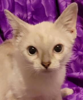 Mocha (bonded to Macchiato) -  Domestic Short Hair and Siamese Cat for Adoption in Austin, Texas - Mocha (bonded To Macchiato) | PetCurious