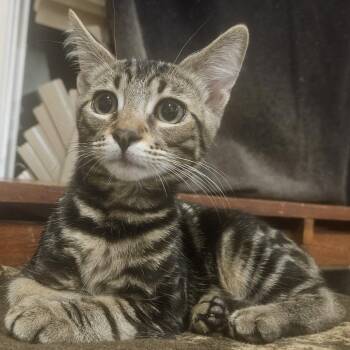 Charon -  Domestic Short Hair Cat for Adoption in Los Angeles, California - Charon | PetCurious