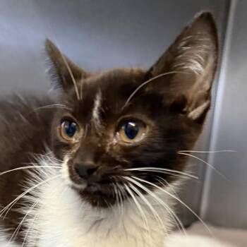Penguin -  Domestic Medium Hair Cat for Adoption in Palm Springs, California - Penguin | PetCurious