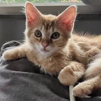 Barrett -  Domestic Medium Hair Cat for Adoption in West Jefferson, Ohio - Barrett | PetCurious
