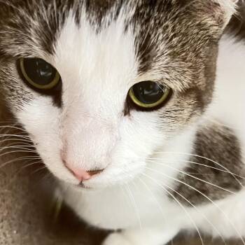 Meow Meow -  Domestic Short Hair Cat for Adoption in Philadelphia, Pennsylvania - Meow Meow | PetCurious