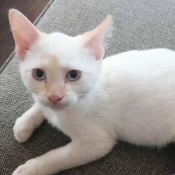 Rescue Domestic Short Hair Cats for Adoption in Lyle, Minnesota - Snowball | PetCurious
