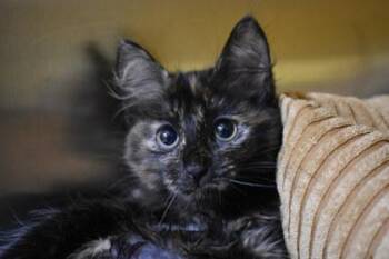 Tequila -  Domestic Short Hair Cat for Adoption in Kansas City, Missouri - Tequila | PetCurious