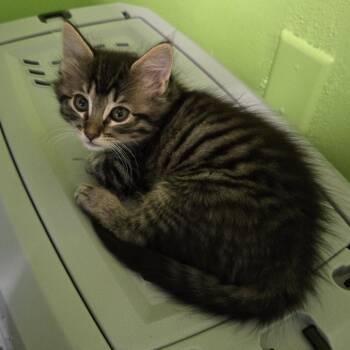 Tete -  Domestic Short Hair Cat for Adoption in San Antonio, Texas - Tete | PetCurious