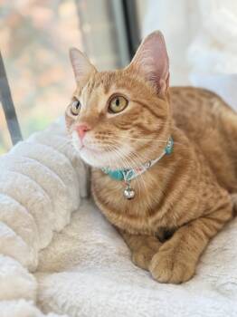 Mango -  Tabby Cat for Adoption in Fort Worth, Texas - Mango | PetCurious