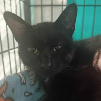 House Music -  Domestic Short Hair Cat for Adoption in Davenport, Iowa - House Music | PetCurious