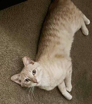 Baby Garfield -  Domestic Short Hair Cat for Adoption in Chandler, Arizona - Baby Garfield | PetCurious