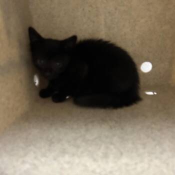 Pie -  Domestic Short Hair Cat for Adoption in Dover, New Hampshire - Pie | PetCurious