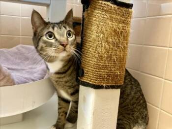 Rescue Domestic Short Hair Cats for Adoption in Santa Fe, New Mexico - PEACHES | PetCurious