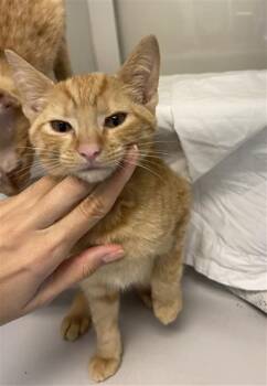 BINX -  Domestic Short Hair Cat for Adoption in Doral, Florida - BINX | PetCurious