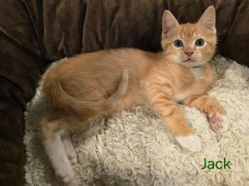 Rescue Domestic Short Hair Cats for Adoption - Jack | PetCurious