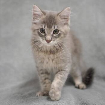 Stacy -  Domestic Medium Hair Cat for Adoption in Sunnyvale, California - Stacy | PetCurious
