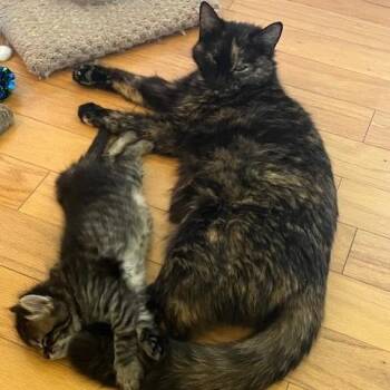 Domestic Short Hair Cats Available for Adoption in Melbourne, Kentucky - Sissy | PetCurious