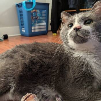 Rescue Domestic Short Hair Cats for Adoption in West Olive, Michigan - Willow | PetCurious