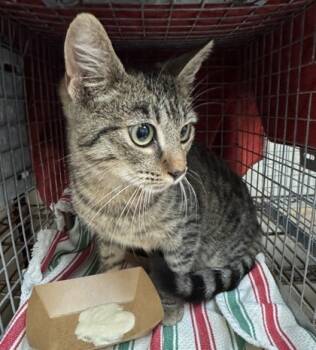 Rescue Domestic Short Hair Cats for Adoption in Honolulu, Hawaii - 59649466 | PetCurious